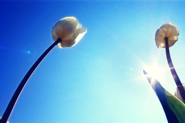 Hohe Tulpen im Sonnenlicht