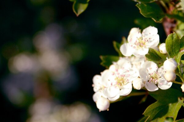 A branch of a blooming apple tree on a dark background