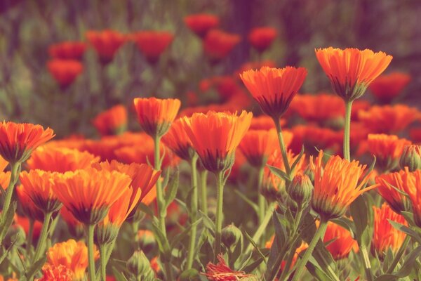 Campos de flores de amapola en verano