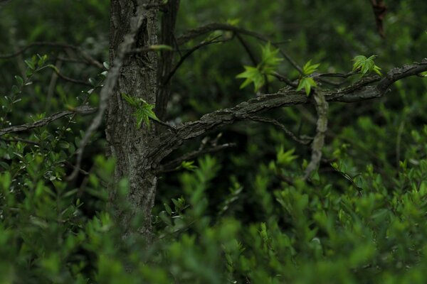 Grün am grauen Baum im Wald