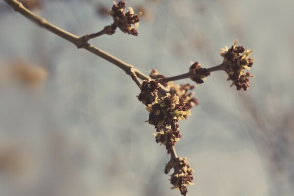 The awakening of the tree after winter