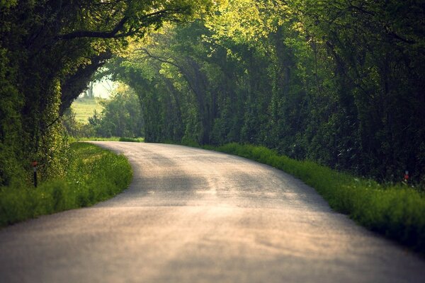 Straße in einem Waldbogen aus Bäumen