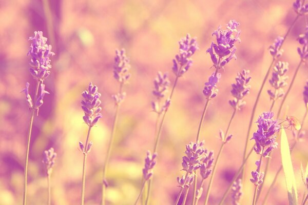 Fleurs poussent dans un champ en été