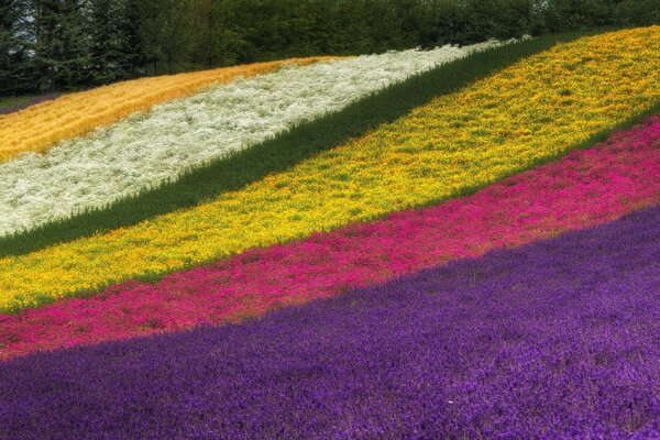 Flowery multicolored fields like a rainbow