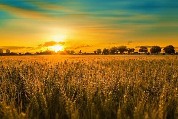 Brillante puesta de sol sobre los campos de trigo