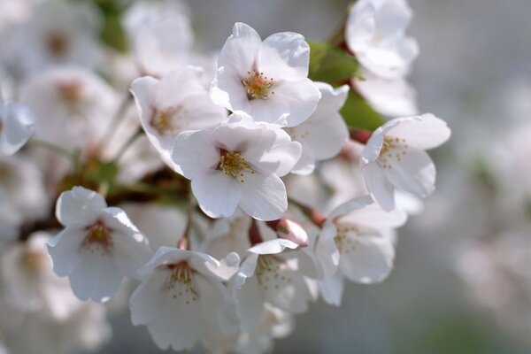 As cerejas floresceram após a chegada da primavera