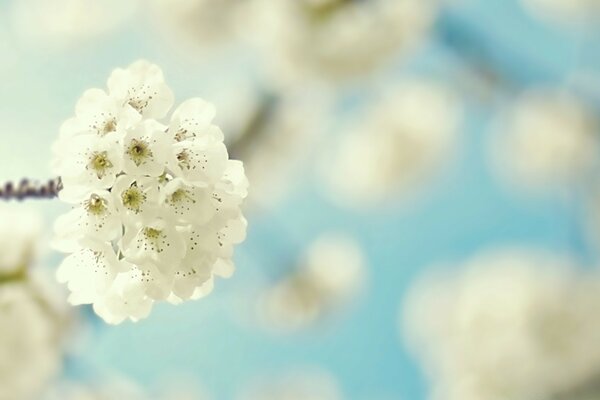 Flores de cerezo borrosas contra el cielo