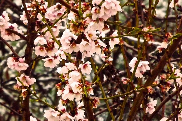 Dense cherry blossom trees