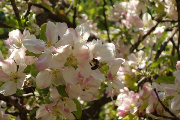 Blooming apple branches with a small bee on one of the flowers