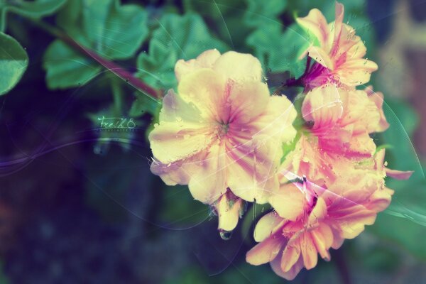 Branche fleurie d une plante avec des fleurs jaune-rouge