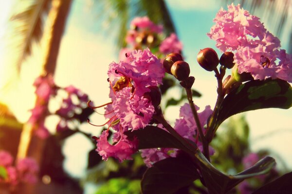 Flor como fucsia crece en verano