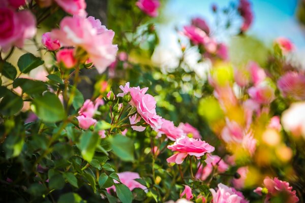 Jardim de verão com flores em foco