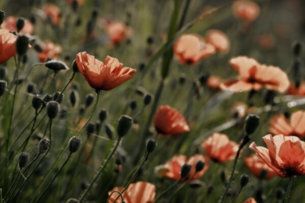 Variedad de flores en los campos en verano