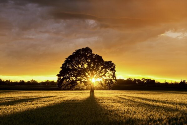 Árbol en expansión en el fondo del sol que se pone detrás del horizonte