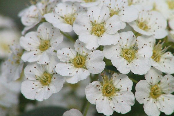 White flowers bloomed in the garden