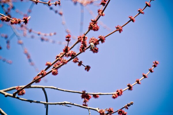 Céu azul da primavera e ramos