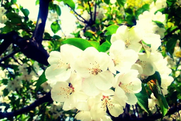 A lush tree in the dacha flora