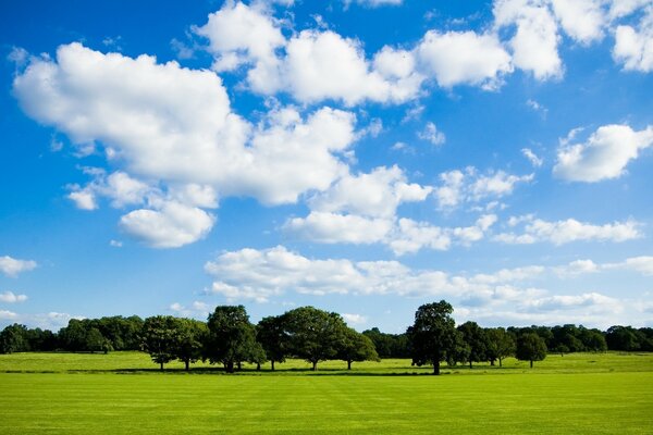 Sommerlandschaft von Bäumen im Feld