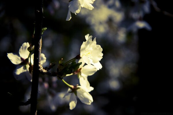 White blooming flowers on a branch