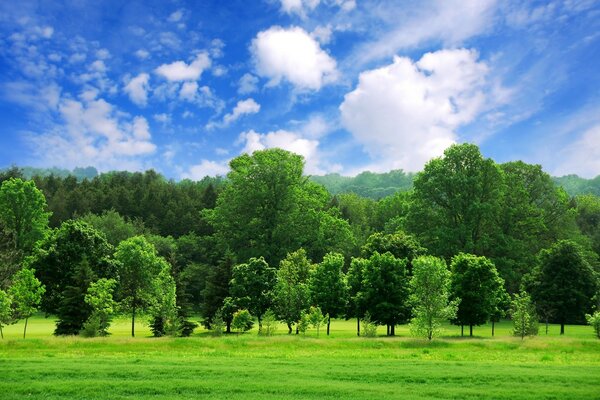 Paisaje cielo azul, árboles verdes