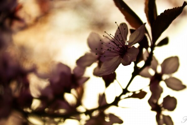 A twig with flowers in gray tones