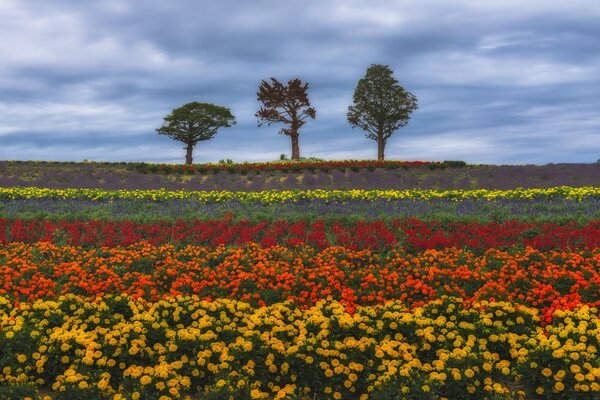 Campo de flores multicolores y tres árboles