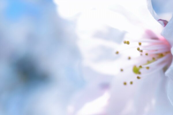 Flor blanca con estambres amarillos