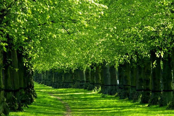 A green paradise, behind a magical forest