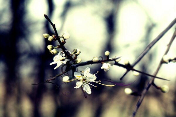 Fleurs de cerisier sur fond flou