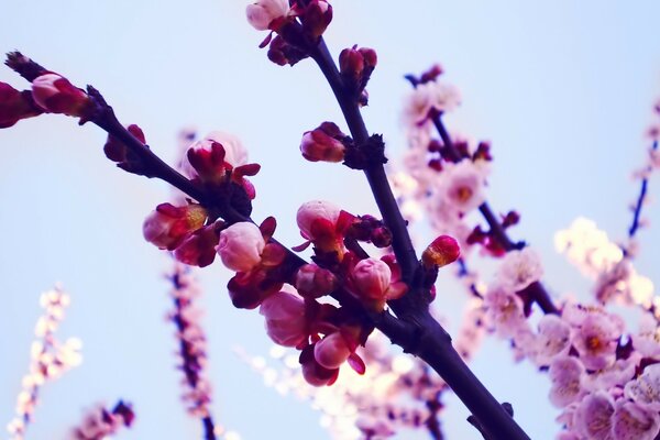 Belle floraison de pommier au printemps