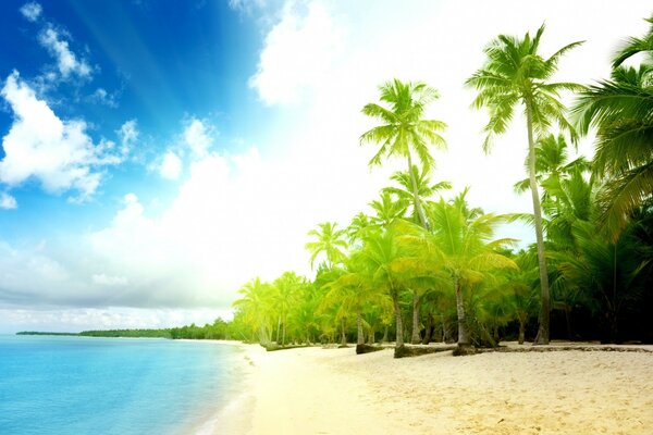 Tropischer sonniger Strand am Meer