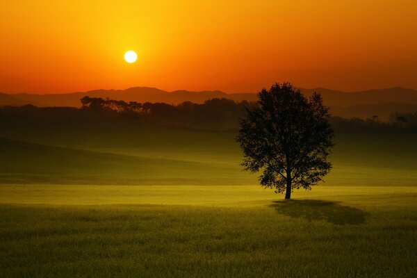 Ein einsamer Baum bei Sonnenuntergang des Tages