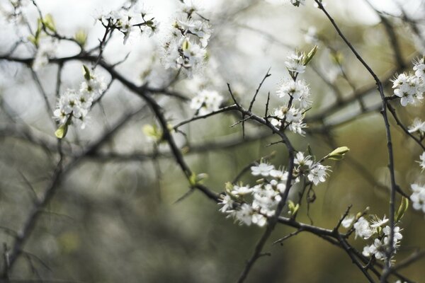 White flowers on the background of rain