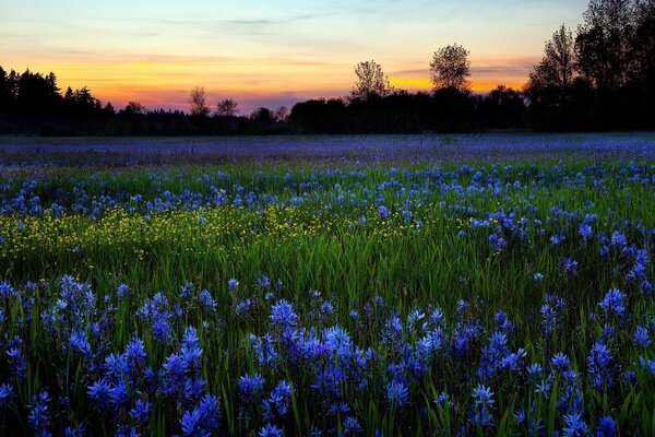 Campo de jacintos a la luz de la noche