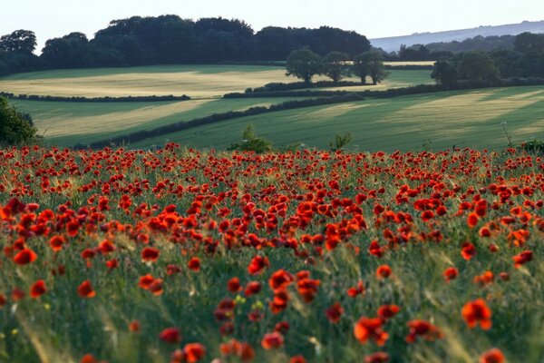 Pintura del campo con amapolas rojas