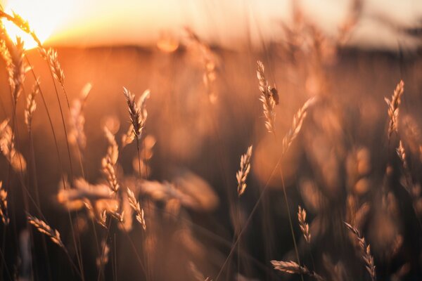 Paysage sur lequel chaque brin d herbe est visible