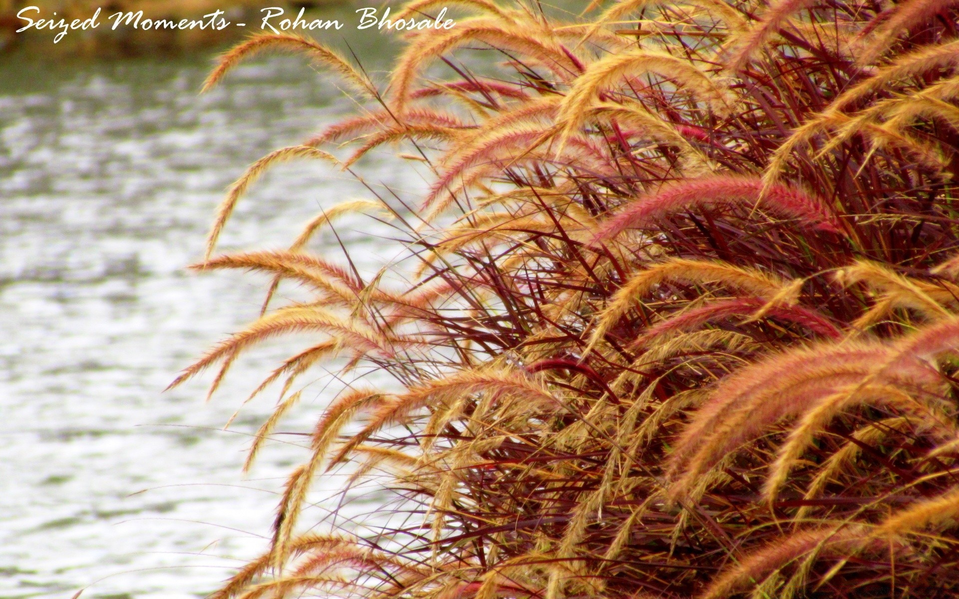 lake nature flora fall outdoors leaf desktop gold grass color season bright summer beautiful