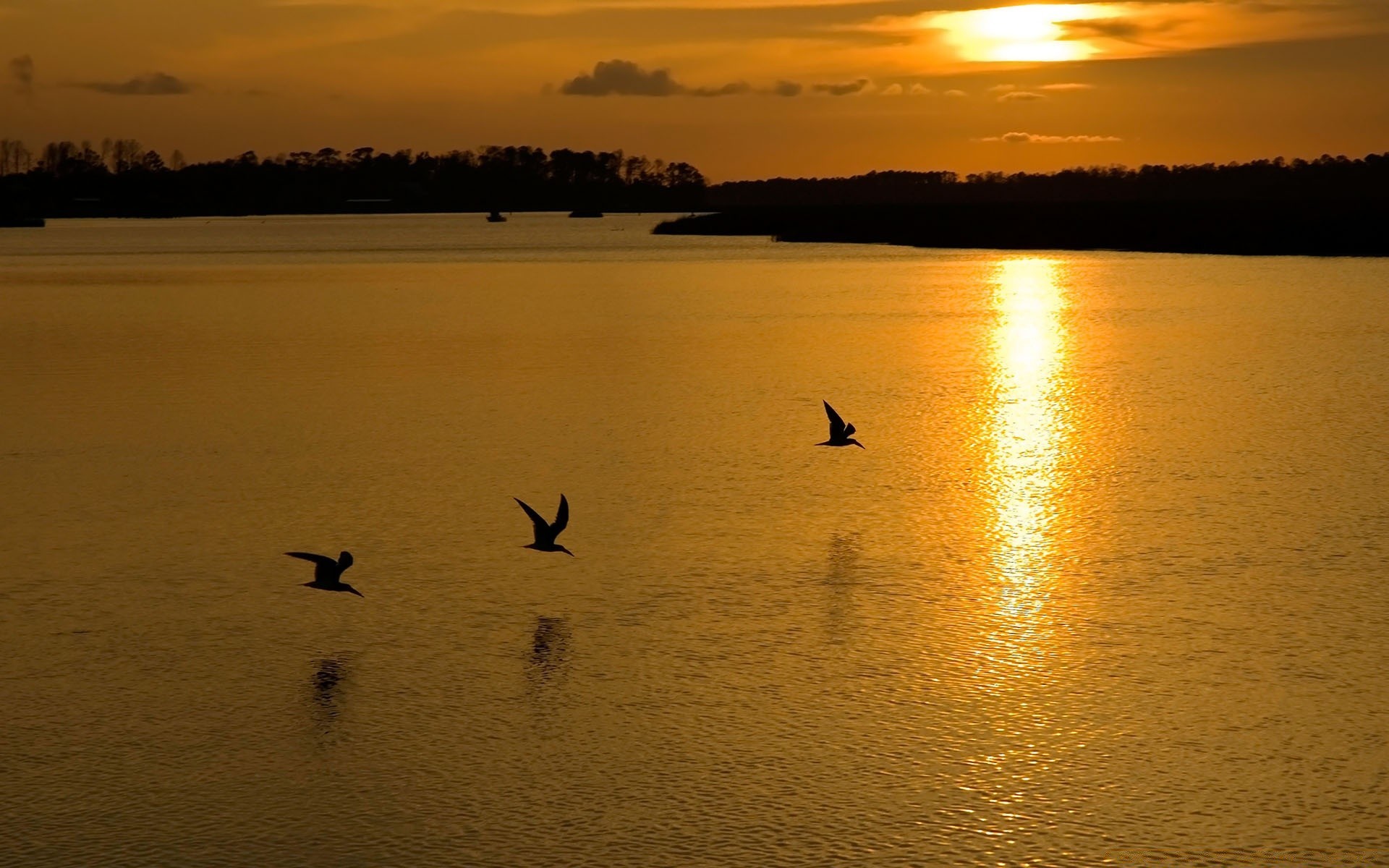 lake sunset water evening reflection dawn dusk backlit silhouette bird river sun beach landscape light