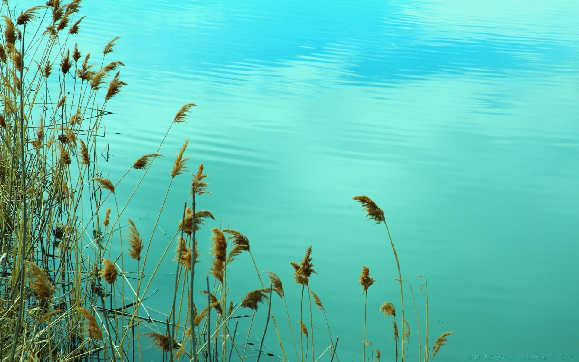 see wasser natur sommer sonne gutes wetter im freien reed himmel flora landschaft gras umwelt desktop