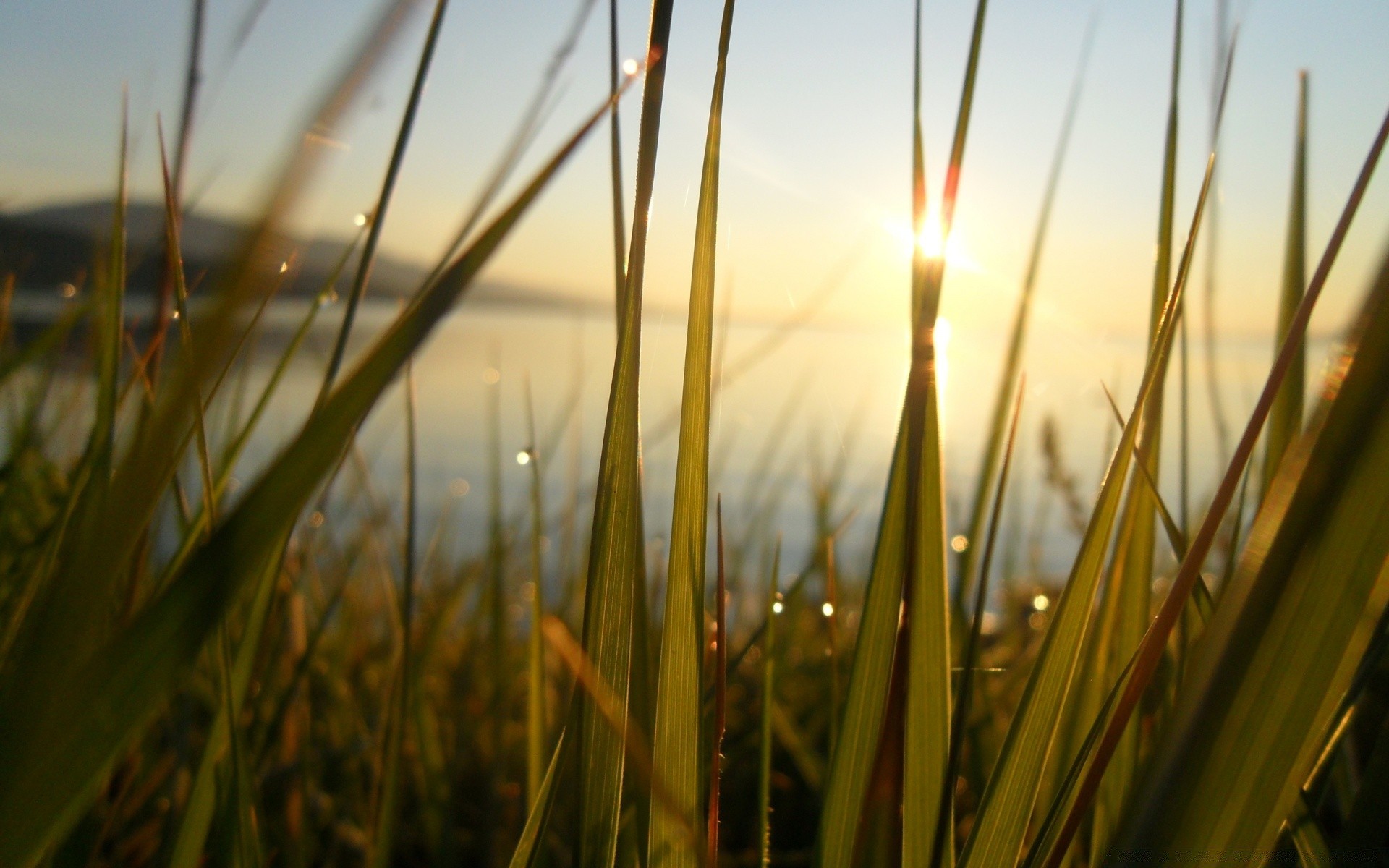 see morgendämmerung gras natur wachstum sonne flora blatt im freien sommer landschaft gutes wetter feld