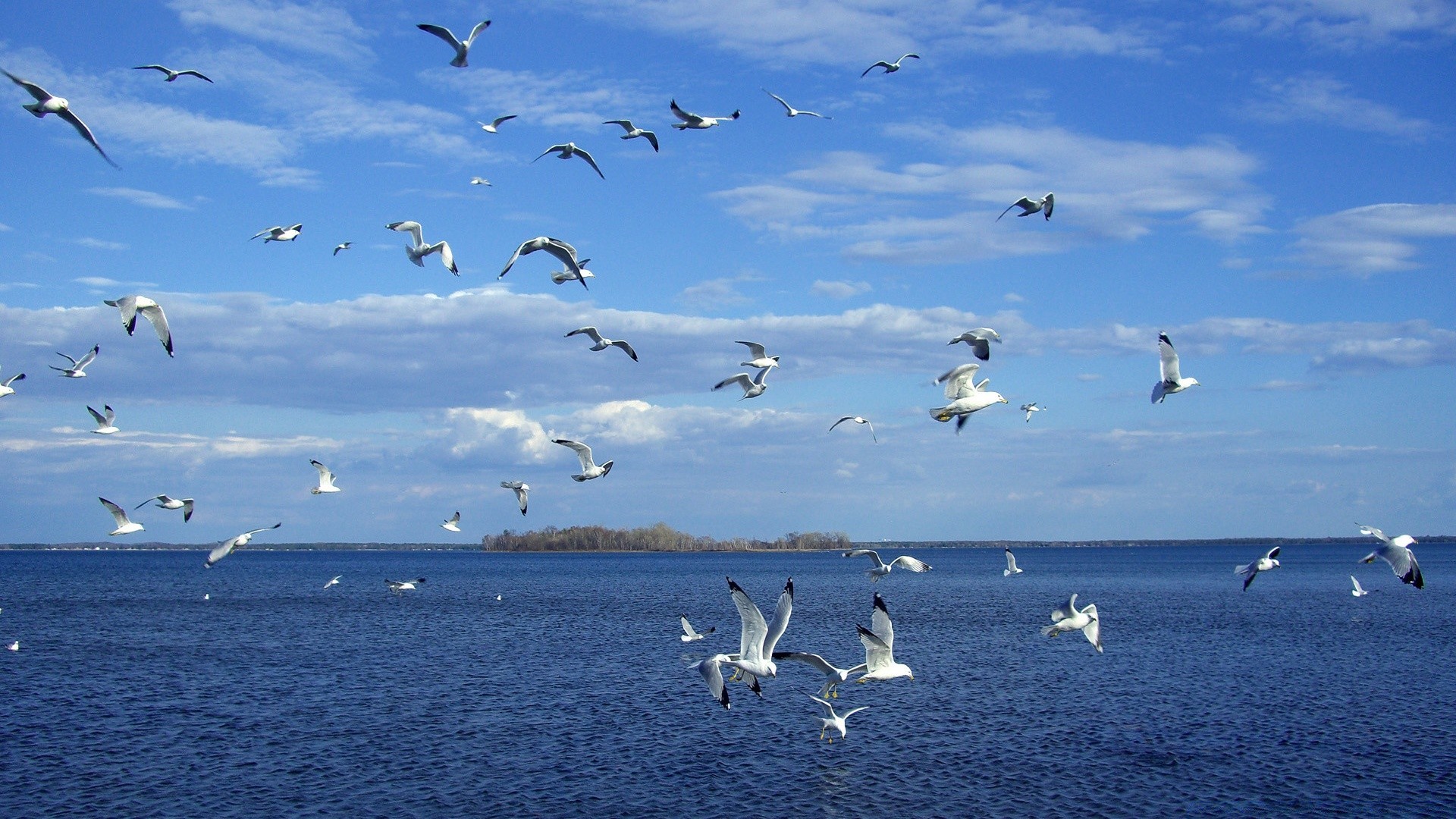 lago gabbiano uccello acqua fauna selvatica mare oca natura oceano uccelli acquatici gregge volo libertà cigno volare cielo librarsi sterile uccelli