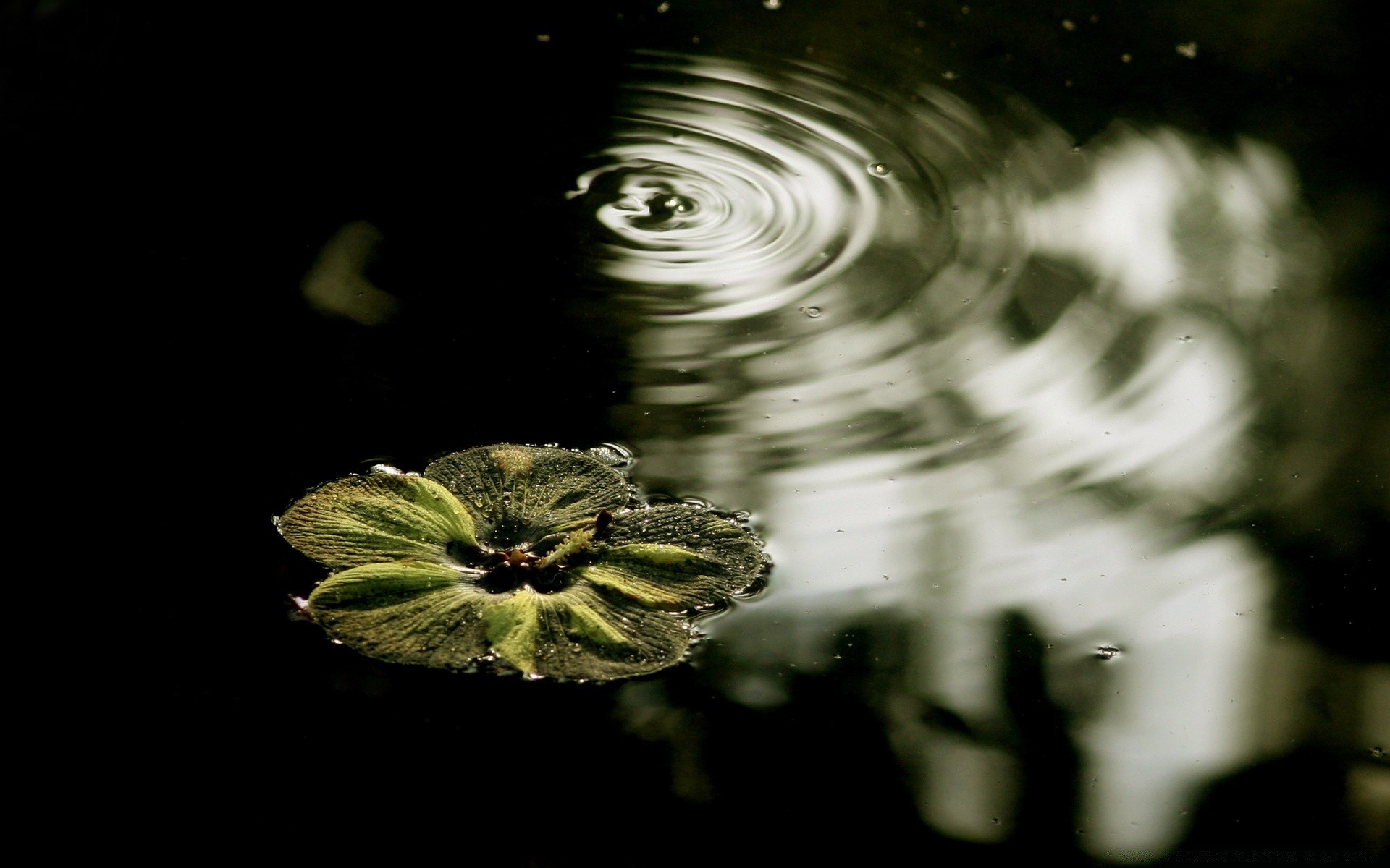 lake nature reflection flower rain light color leaf environment