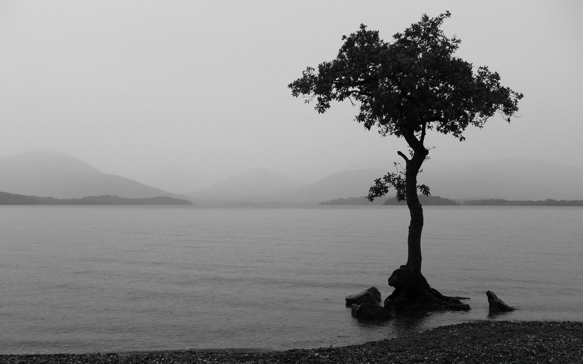 lake fog water landscape tree mist dawn