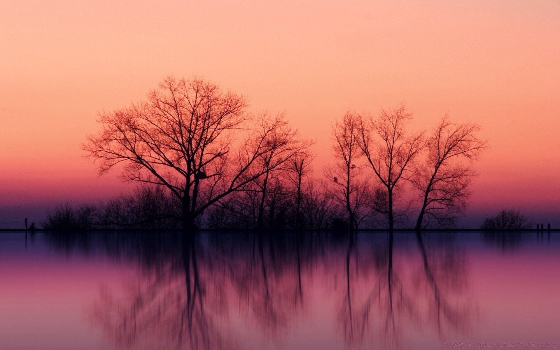 lake dawn landscape sunset reflection tree nature evening water sun fall fog backlit placid silhouette fair weather