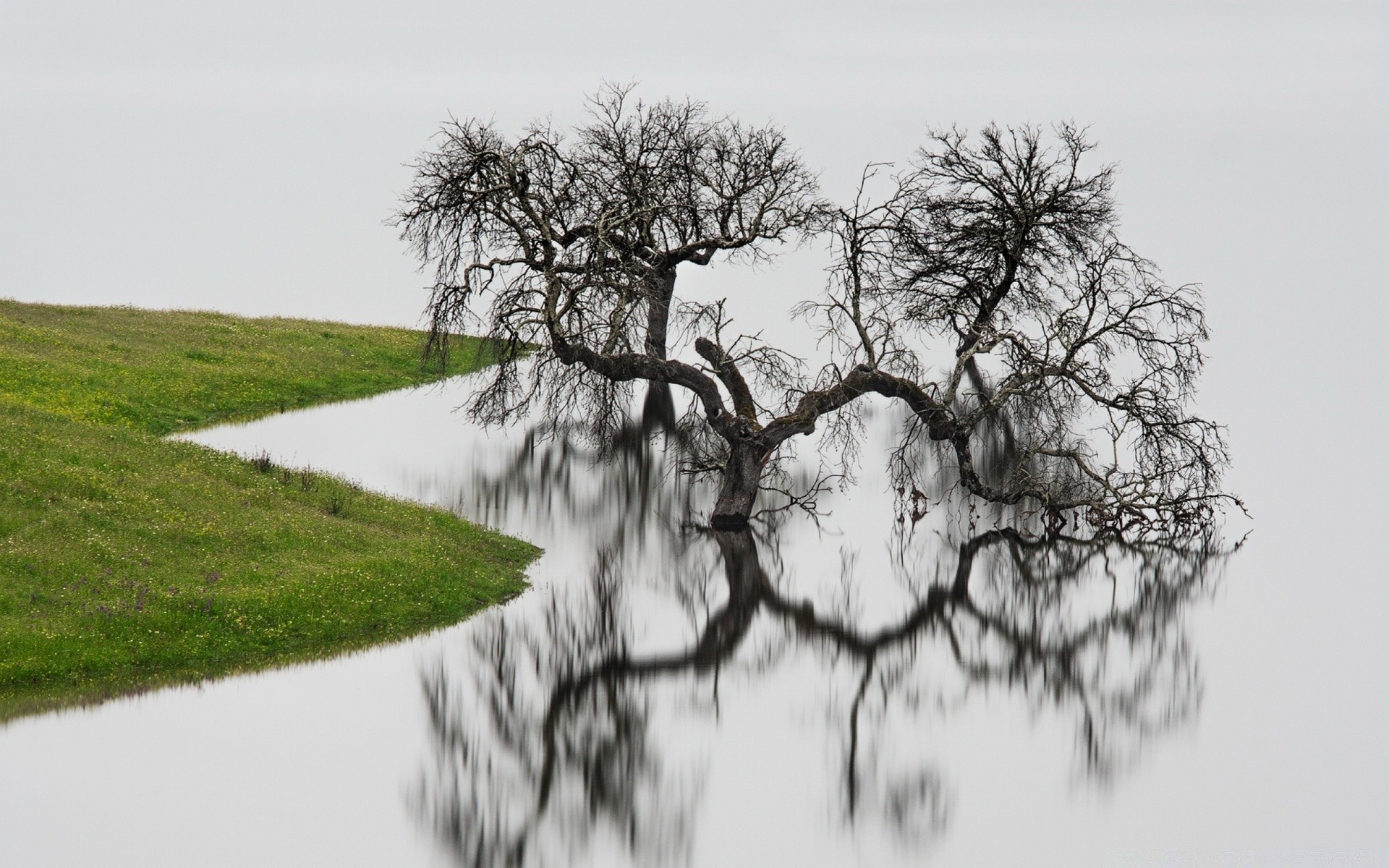 see landschaft baum natur winter wasser holz landschaftlich saison zweig gras im freien szene nebel himmel schnee