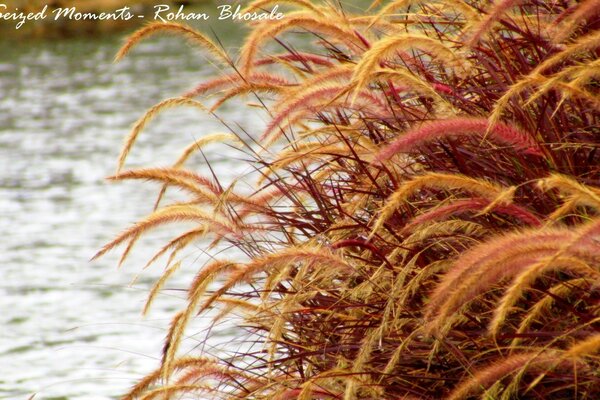 Herbst, Pflanzen am Wasser. Die Natur