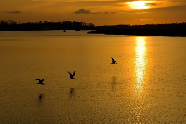 Vogelflug über den See bei Sonnenuntergang