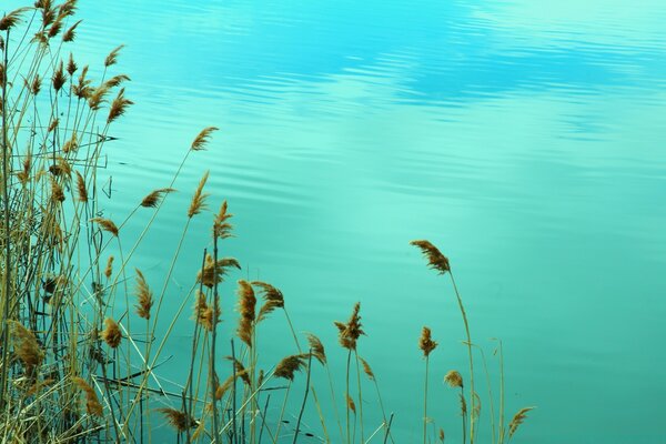 Lago pintoresco en cañas