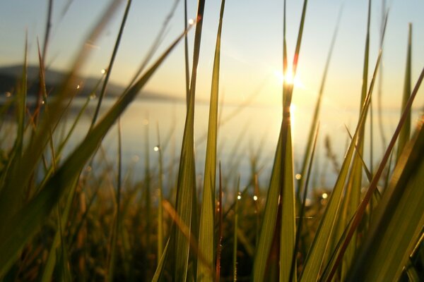 The sun peeks through the grass