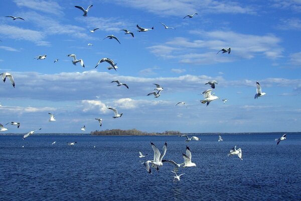 Wildlife seagulls by the lake